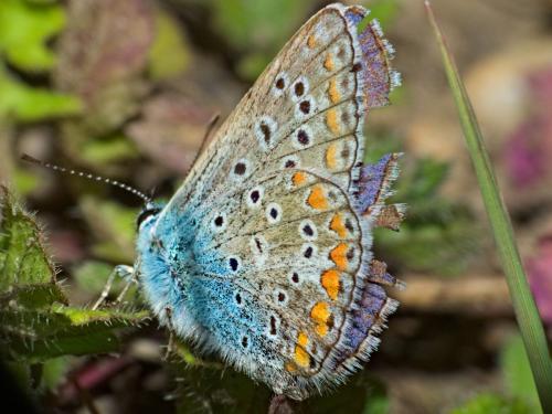 Réf. 312 043 : Polyommatus icarus